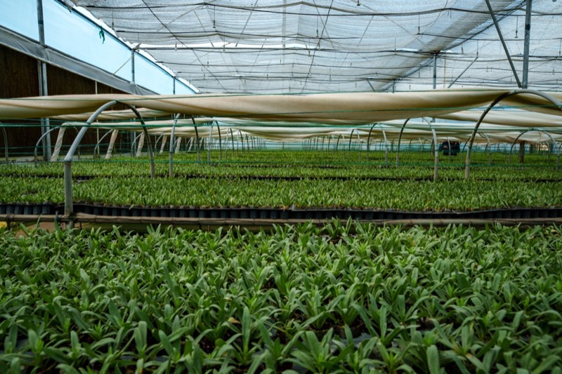 Gypsophila young plants batch